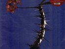 FLUME Skin Companion EP II 12 INCH VINYL UK Transgressive 2017 5 Track