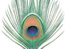 XTC Apple Venus Vol. 1 (200 Gram Vinyl) [Import] Records & LPs New