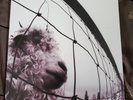 Pearl Jam Vs (180gm Vinyl, 2011. Sony Music) Exc