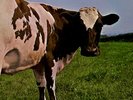 Vtg PINK FLOYD Album ATOM HEART MOTHER Record 1983 PRESSING Vinyl OG NEAR MINT