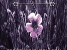 Switchblade Symphony - Serpentine Gallery - Purple Marble [New 12