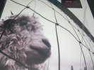 Pearl Jam - Vs. 180G Played 1x