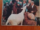 The Beach Boys Vinyl LP Record Pet Sounds T2458
