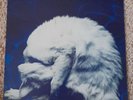 CHAPTERHOUSE Whirlpool DEDICATED 1991 UK 1ST PRESSING LP & BONUS 12