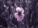 Switchblade Symphony - Serpentine Gallery - Purple Marble [Used Very Good 12