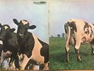 PINK FLOYD ATOM HEART MOTHER 1ST PRESS 1970 GERMAN HARVEST VINYL LP SHZE 297