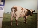Pink Floyd Atom Heart Mother