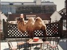Wilco [The Album] by Wilco (Record, 2009)