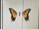 Paramore, Brand New Eyes, vinyl LP, 2015, repress, excellent condition