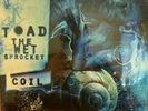 Sealed Toad The Wet Sprocket Coil Vinyl Record EU pressing on white