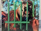 Tygers Of Pan Tang – The Cage ; 1982 LP 1ST PRESS FACTORY SEALED