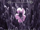 Switchblade Symphony - Serpentine Gallery - Purple Marble [New 12