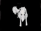 RSD 2023: Sigur Ros – Kveikur – double LP coloured vinyl, New Sealed