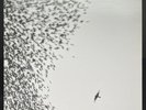 Wilco Sky Blue Sky Vinyl LP (2007)