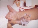 SONIC YOUTH - A Thousand Leaves (reissue) - Vinyl (2xLP)