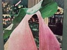 Sylver Lee Cole - Images Of Love (LP, Album) Very RARE - Sealed NEW CR15a