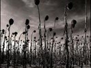 DEAD CAN DANCE ANASTASIS Double LP vinyl record plus CD plus booklet brand new