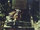 Spirits & Worm : Spirits & Worm VINYL 12
