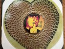 Exploding Hearts ‎Guitar Romantic Colored Vinyl Third Man Records Exploded Heart