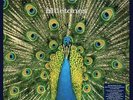 The Bluetones - Expecting to Fly - 25th Anniversary Edition |
