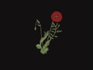 Alexandra Savior Belladonna of Sadness (Vinyl) 12
