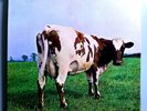 PINK FLOYD ATOM HEART MOTHER RARE ORIG'70 HARVEST LP 1st VERSION OF THE COVER NM