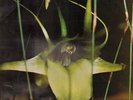 Psychic TV Dreams Less Sweet Cbs Vinyl LP
