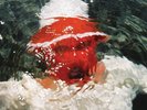 Pale Jay - Bewilderment LP NEW