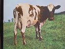 Pink Floyd -Atom Heart Mother 1975 rare Los Angeles Press VG+