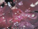 Mint Field - Aprender a Ser LP NEW