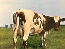 Pink Floyd - Atom Heart Mother  (Gate-fold) 180g vinyl - mint condition