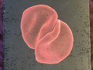Peter Gabriel - Scratch My Back - Box Set - Red Vinyl LP + 2 CDs + USB - Sealed
