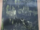 Emperor – Anthems To The Welkin At Dusk-  lp '  -first pressin -Black Metal,