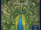 The Bluetones Expecting to Fly (Vinyl) 25th Anniversary  12