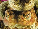 Peter and the Test Tube Babies Mating Sounds of South American Frogs LP vinyl