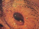 Catherine Wheel - Ferment [Import] NEW Vinyl
