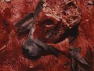 Cattle Decapitation – Human Jerky Clear W/ Green Splatter Color Vinyl LP Record