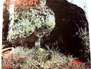 BIGFOOT featuring Don Jones (Northwest's Abominable SNOWMAN) LP