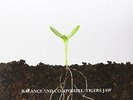 Balance & Composure, Tigers Jaw, Balance and Composur, Good lp_record