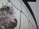 PEARL JAM / VS by Pearl Jam (Record, 2011)