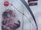 Pearl Jam : Vs. (Exclusive Limited 30th Anniversary Clear Vinyl LP) NEW/SEALED