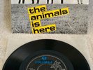 ANIMALS 