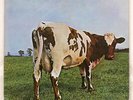 PINK FLOYD ATOM HEART MOTHER ODEON OP80102 JAPAN RED VINYL LP