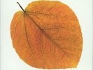 JOLLY, Pete - Seasons (reissue) - Vinyl (LP)