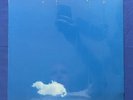 LIVE PEACE IN TORONTO 1969 - THE PLASTIC ONO BAND - SW3362 - NOS