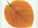 JOLLY, Pete - Seasons (reissue) - Vinyl (LP)