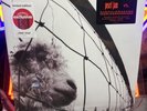 Pearl Jam - VS - Versus - Limited 30th Anniversary Edition Clear Color Vinyl LP