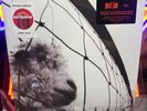 Pearl Jam - VS - Versus - Limited 30th Anniversary Edition Clear Color Vinyl LP