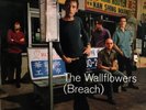 The Wallflowers (Breach) + INSERT NEAR MINT Interscope Vinyl LP