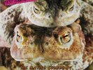 Peter and the Test Tube Babies - Mating Sounds of South American Frogs LP